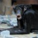 Bonobo 060310_2